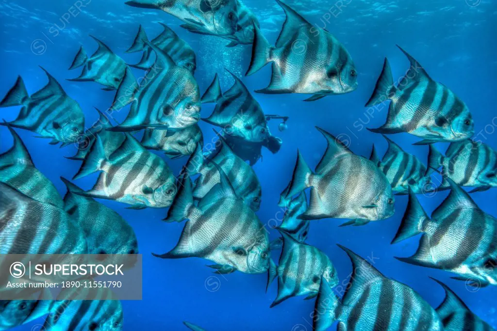 Bat fish in HDR, shot in the Turks and Caicos Islands, West Indies, Central America
