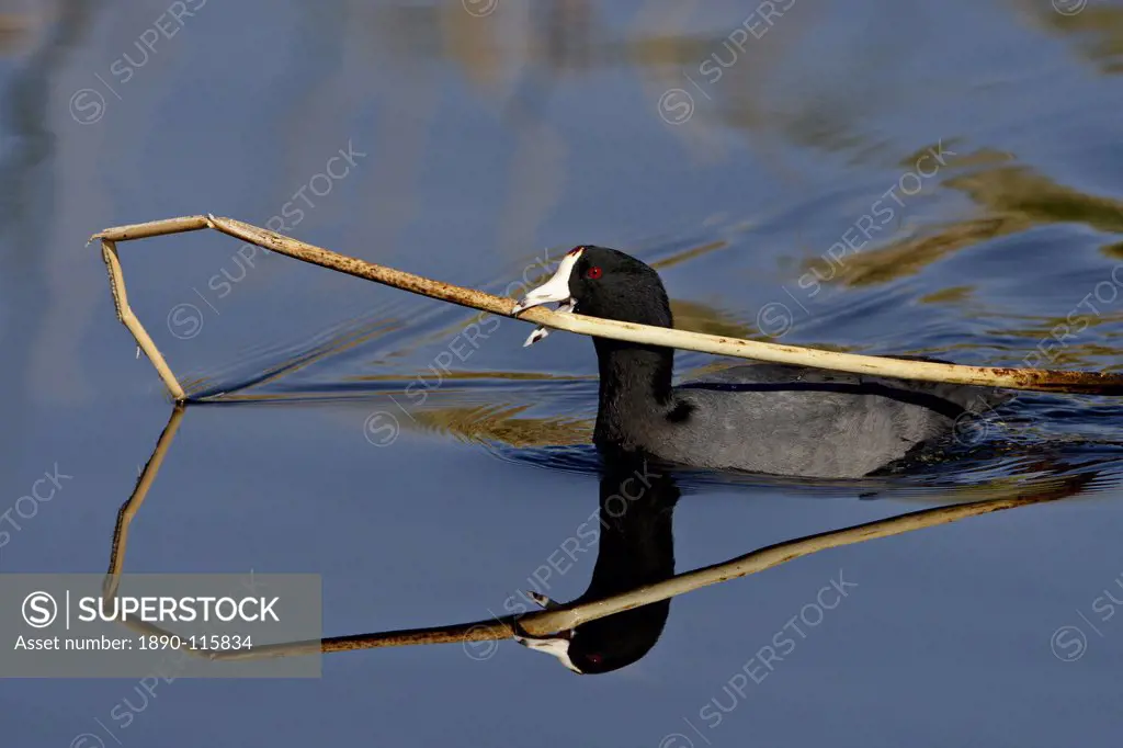 American coot Fulica americana with nesting material, Sweetwater Wetlands, Tucson, Arizona, United States of America, North America