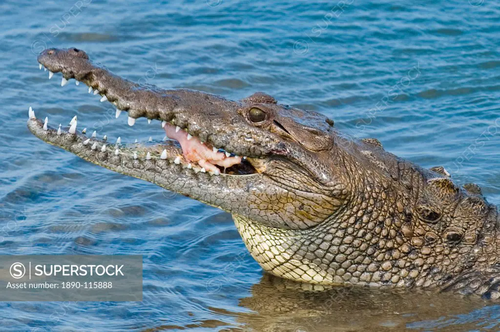Saltwater crocodile in Punta Sur Park, Isla de Cozumel Cozumel Island, Cozumel, off the Yucatan, Quintana Roo, Mexico, North America