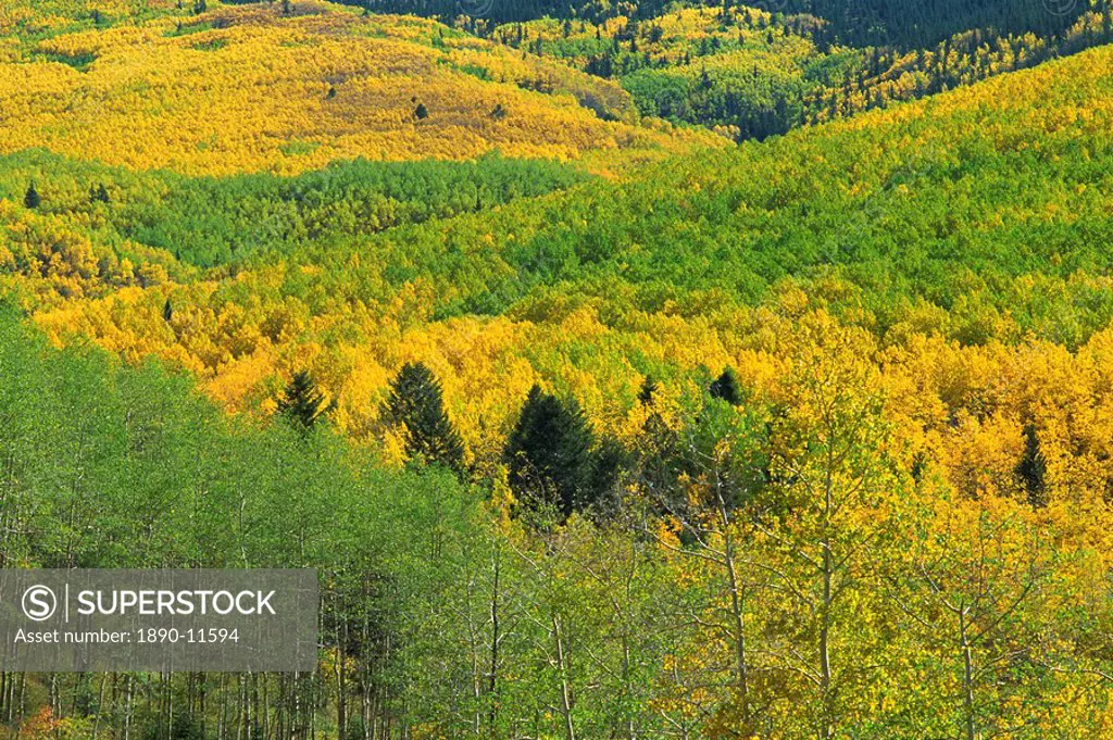 Forest in autumn hues, near Santa Fe, New Mexico, United States of America, North America