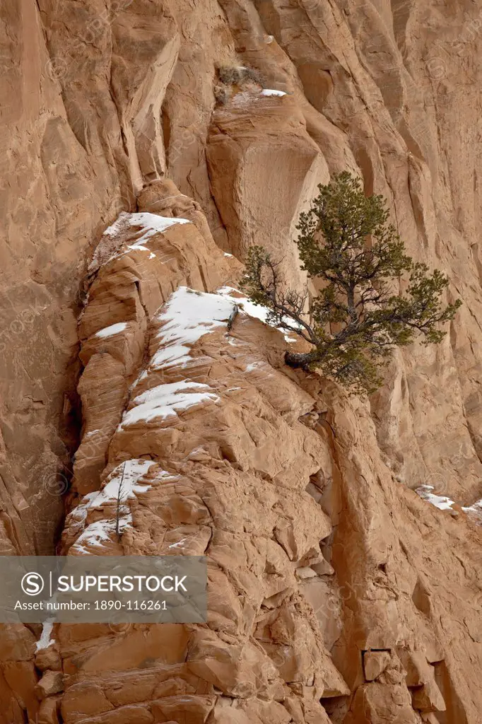 Lone pine on the side of a cliff near Echo Amphitheater, Carson National Forest, New Mexico, United States of America, North America