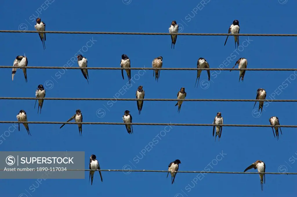 Barn European swallow Hirundo rustica on wire, Overberg, Western Cape, South Africa, Africa
