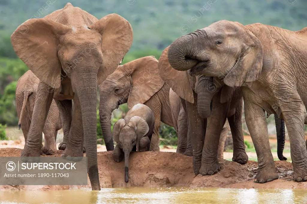 Elephant breeding herd Loxodonta africana, Addo Elephant National Park, Eastern Cape, South Africa, Africa