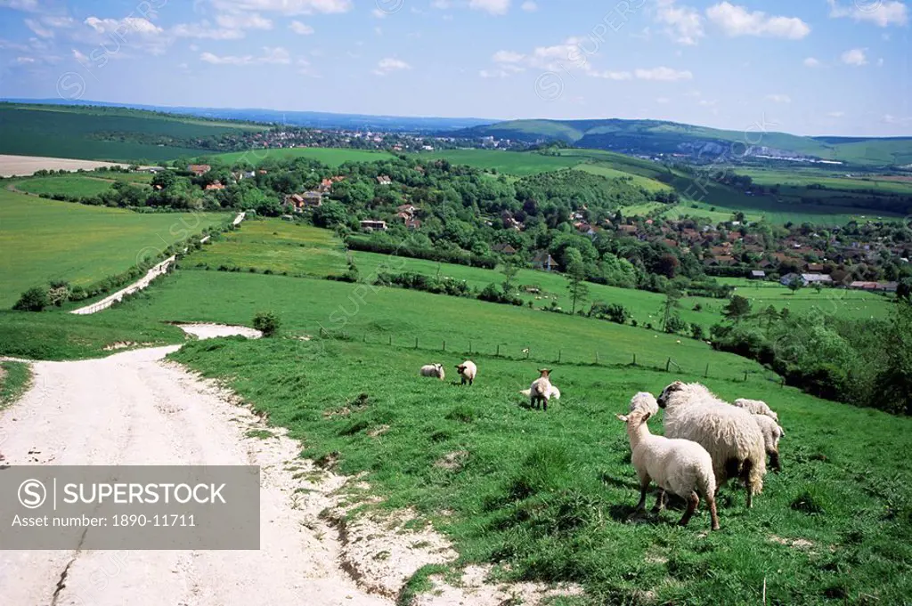 Sheep on the South Downs near Lewes, East Sussex, England, United Kingdom, Europe