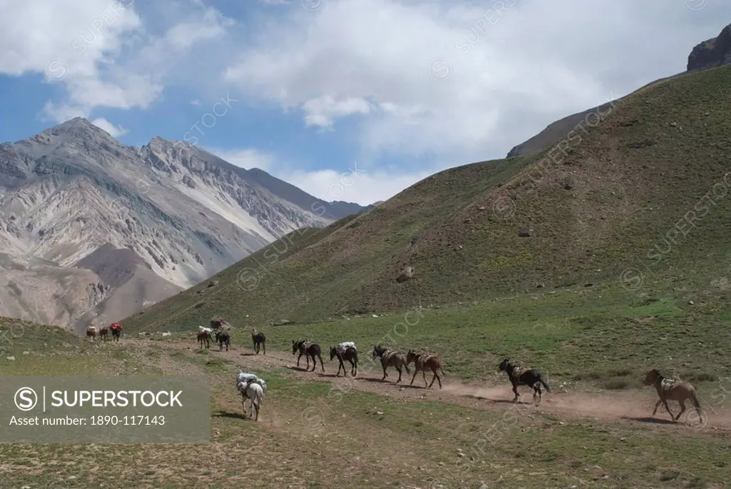 Donkeys carry supplies down hill, Aconcagua National Park, Argentina, South America