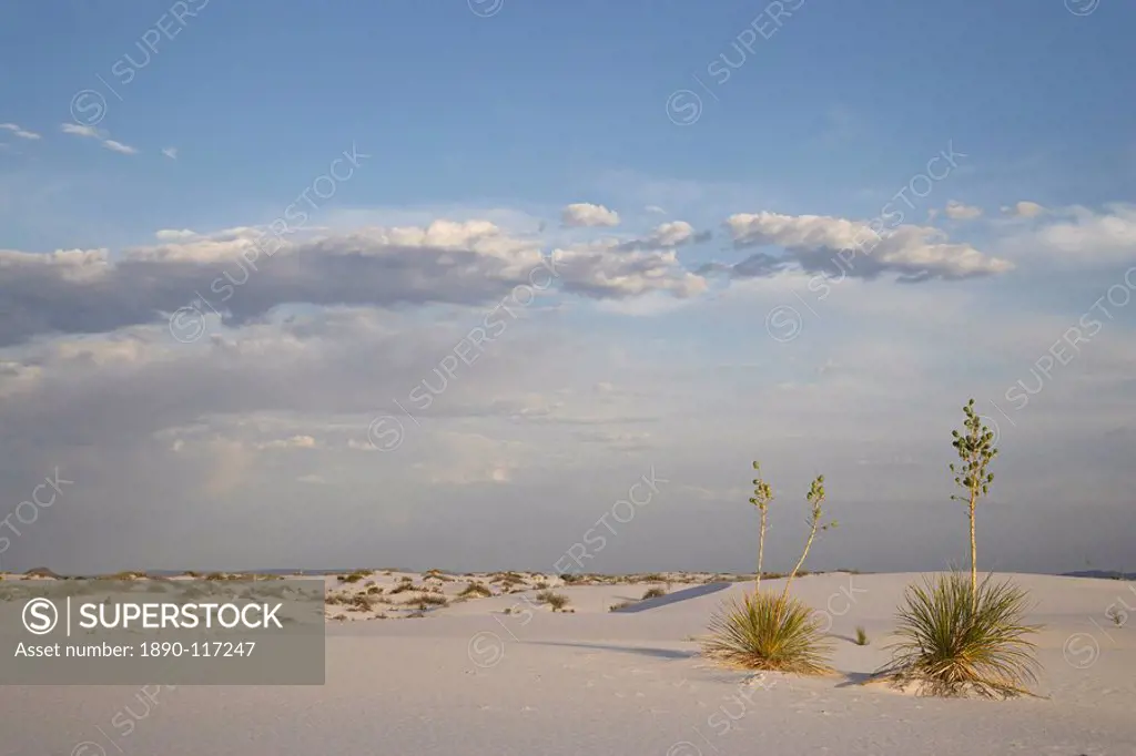 Yucca plants on a dune, White Sands National Monument, New Mexico, United States of America, North America