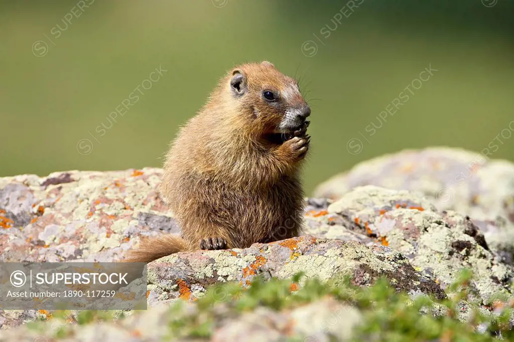 Young yellowbelly marmot Marmota flaviventris grooming, Uncompahgre National Forest, Colorado, United States of America, North America