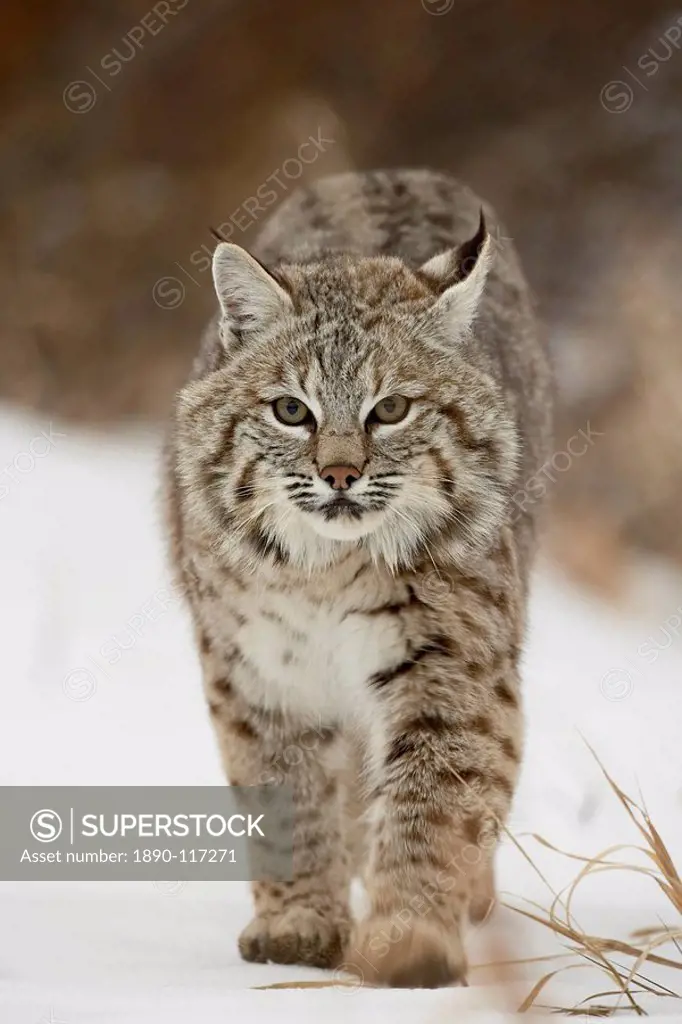 Bobcat Lynx rufus in snow, near Bozeman, Montana, United States of America, North America