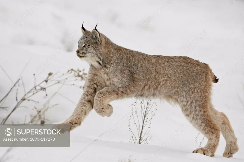 Canadian lynx Lynx canadensis in snow, near Bozeman, Montana, United States of America, North America