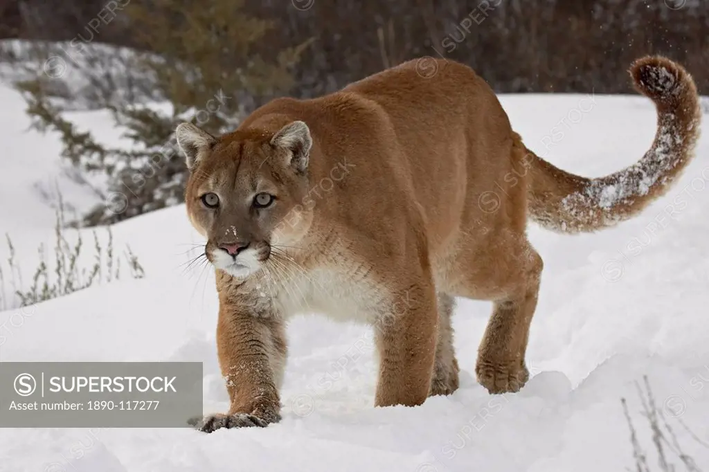 Mountain lion or cougar Felis concolor in snow, near Bozeman, Montana, United States of America, North America