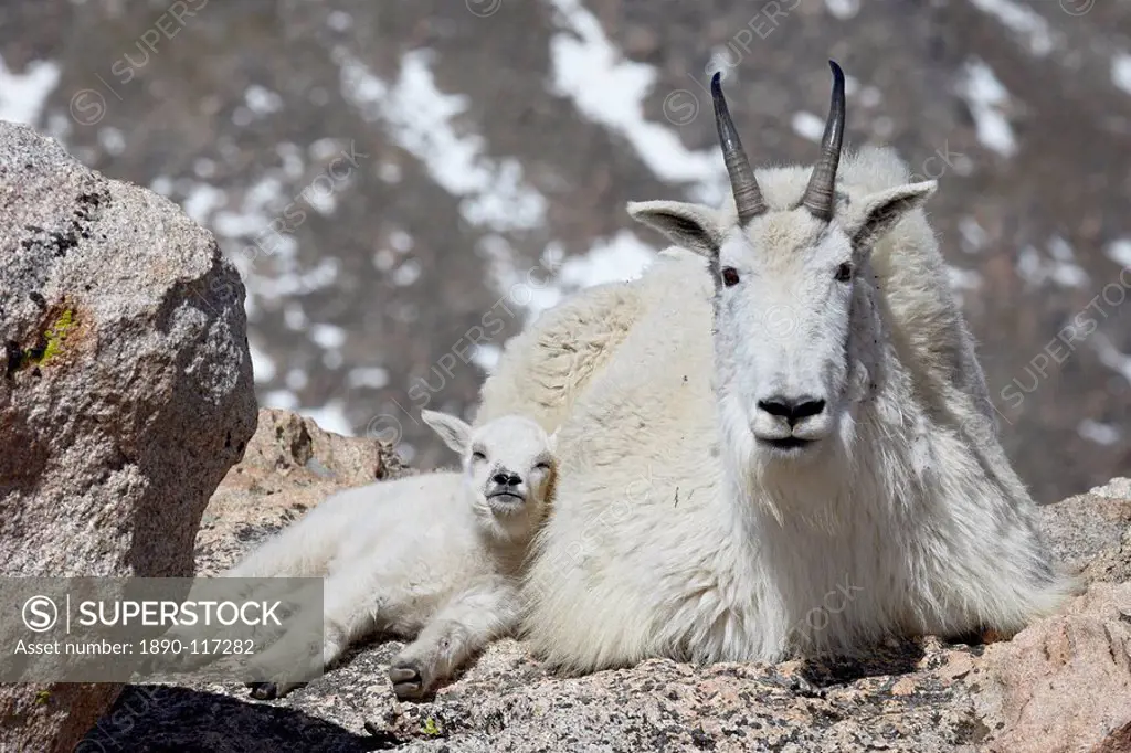 Mountain goat Oreamnos americanus nanny and kid, Mount Evans, Colorado, United States of America, North America