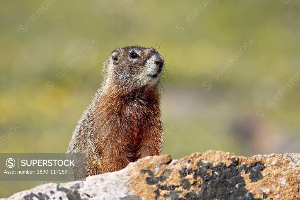 Yellowbelly marmot Marmota flaviventris, Shoshone National Forest, Wyoming, United States of America, North America