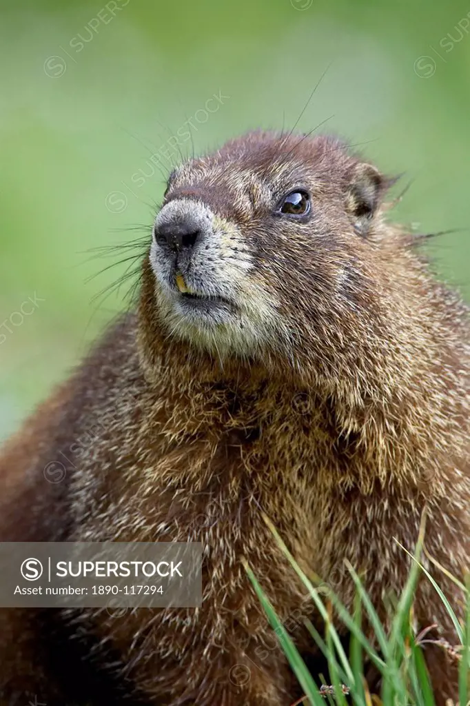 Yellowbelly marmot Marmota flaviventris, Clear Lake, San Juan National Forest, Colorado, United States of America, North America