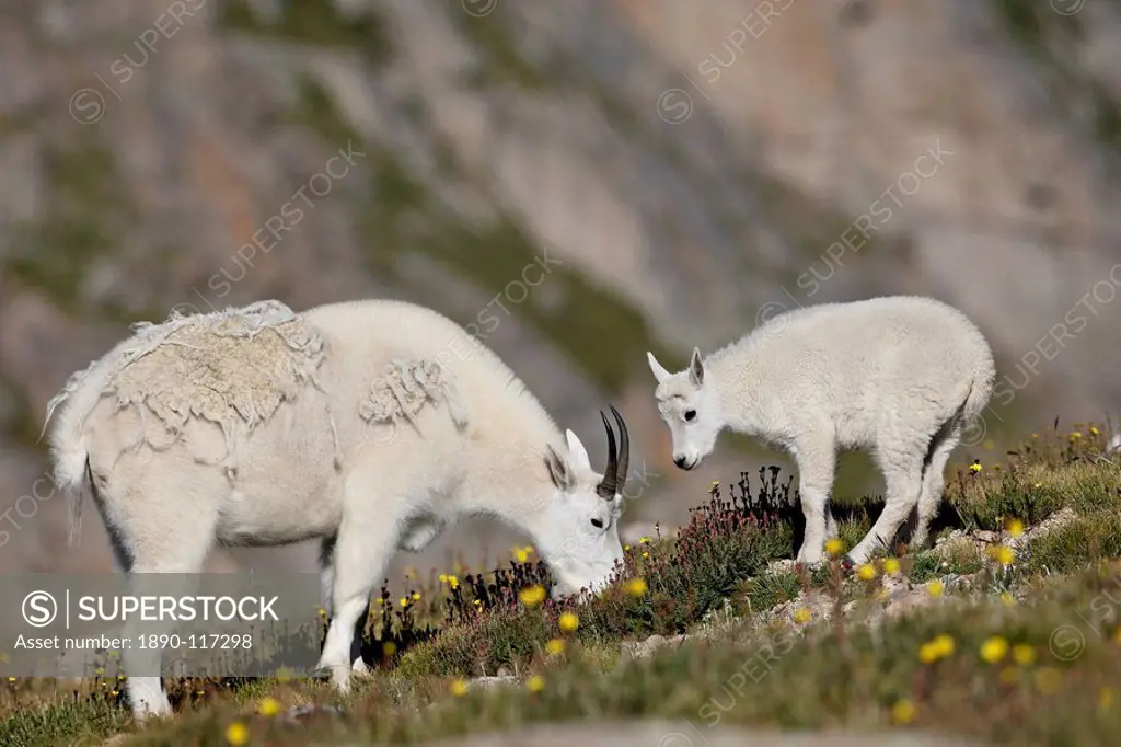 Mountain goat Oreamnos americanus nanny and billy, Mount Evans, Colorado, United States of America, North America