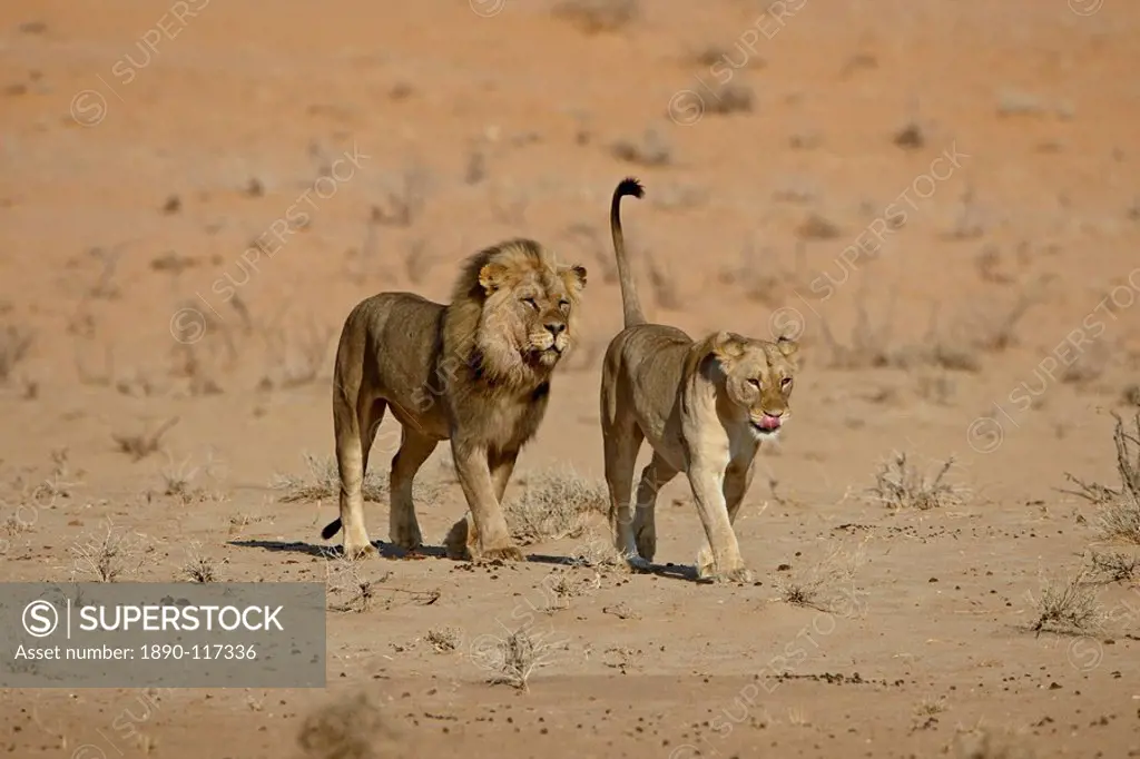 Lion Panthera leo pair about to mate, Kgalagadi Transfrontier Park, encompassing the former Kalahari Gemsbok National Park, South Africa, Africa