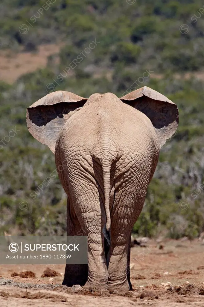 African elephant Loxodonta africana from behind, Addo Elephant National Park, South Africa, Africa