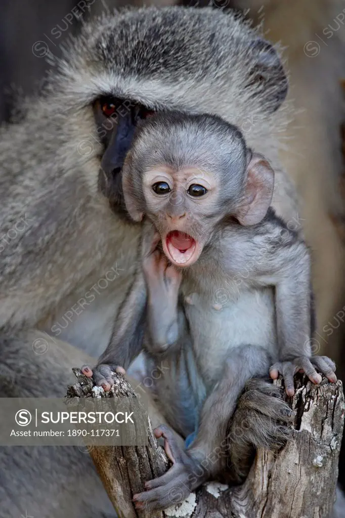 Infant Vervet monkey Chlorocebus aethiops, Kruger National Park, South Africa, Africa