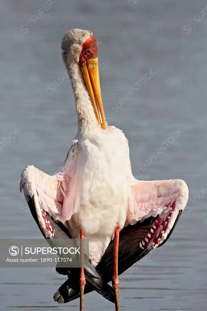 Yellow_billed stork Mycteria ibis preening, Kruger National Park, South Africa, Africa