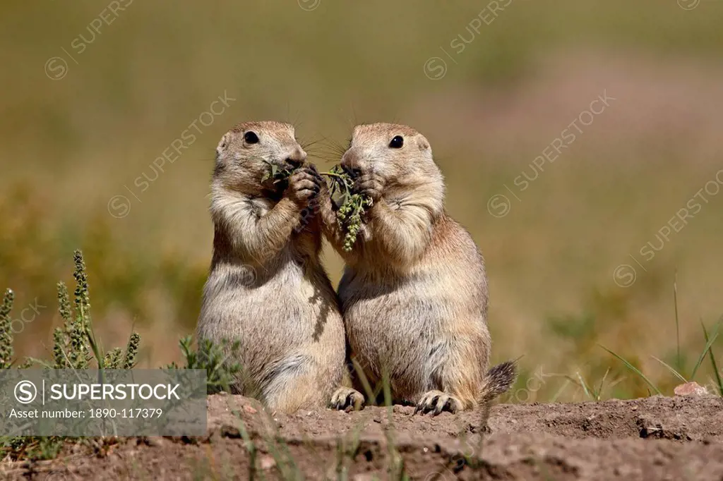 Two blacktail prairie dog Cynomys ludovicianus sharing something to eat, Wind Cave National Park, South Dakota, United States of America, North Americ...