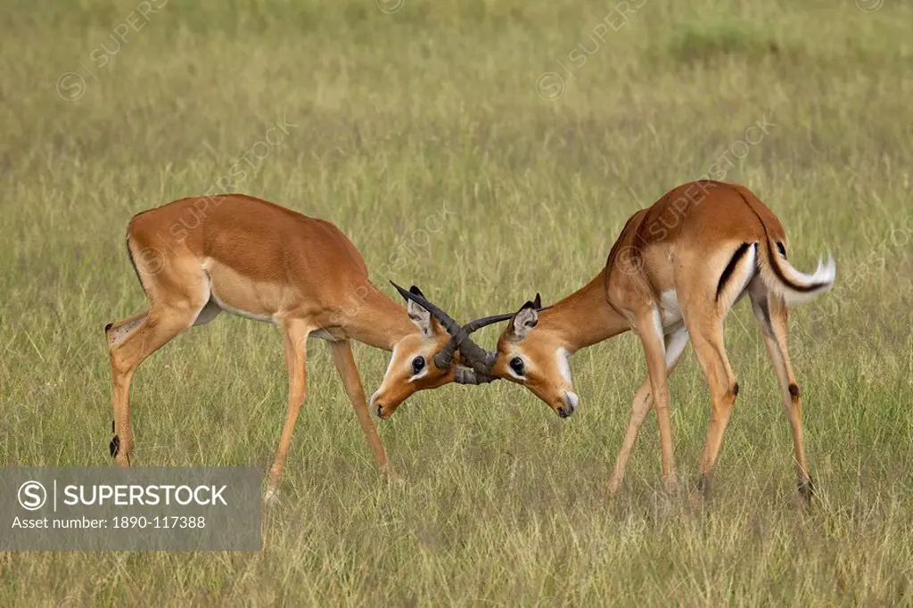 Two male impala Aepyceros melampus sparring, Serengeti National Park, Tanzania, East Africa, Africa