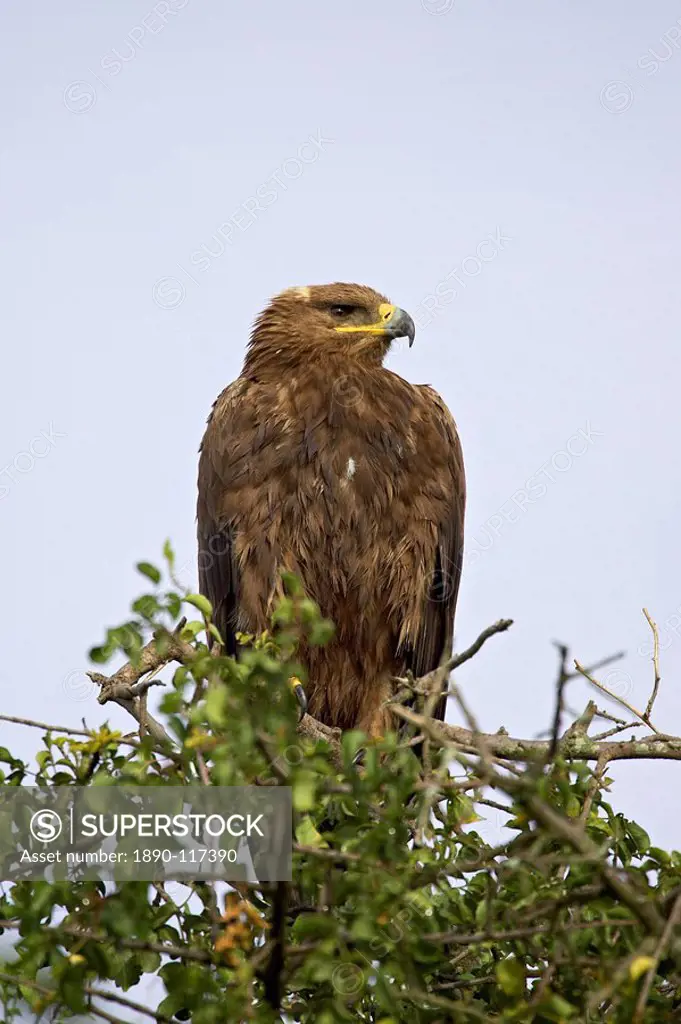 Steppe eagle Aquila nipalensis, Serengeti National Park, Tanzania, East Africa, Africa