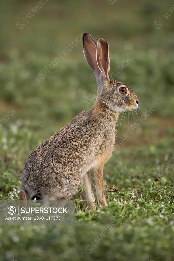 African hare or Cape hare or brown hare Lepus capensis, Serengeti National Park, Tanzania, East Africa, Africa
