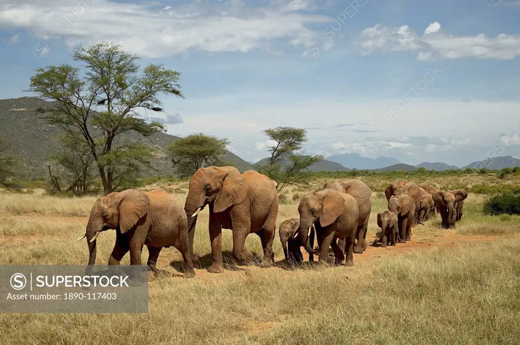Line of African elephants Loxodonta africana, Samburu National Reserve, Kenya, East Africa, Africa