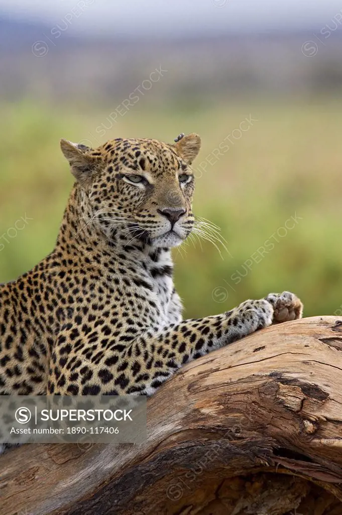 Leopard Panthera pardus, Samburu National Reserve, Kenya, East Africa, Africa