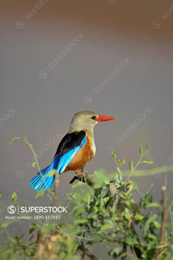 Grey_headed kingfisher grey_hooded kingfisher gray_headed kingfisher gray_hooded kingfisher Halcyon leucocephala, Samburu National Reserve, Kenya, Eas...