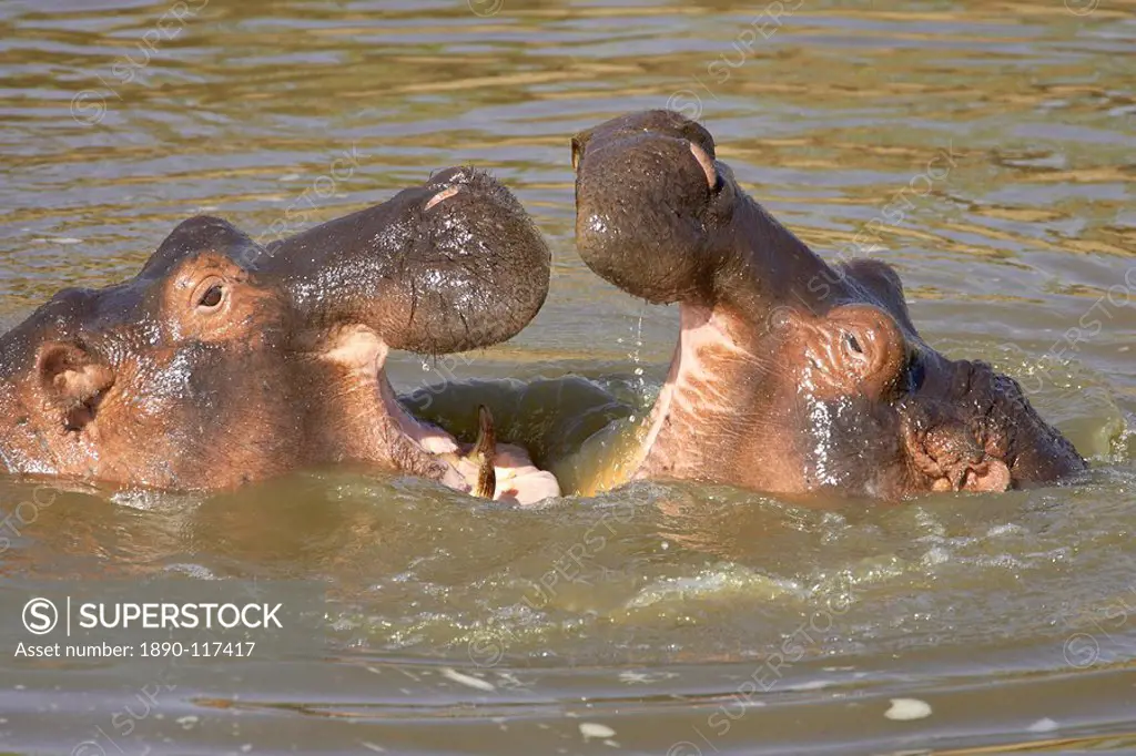 Two hippopotamus Hippopotamus amphibius fighting, Masai Mara Game Reserve, Kenya, East Africa, Africa