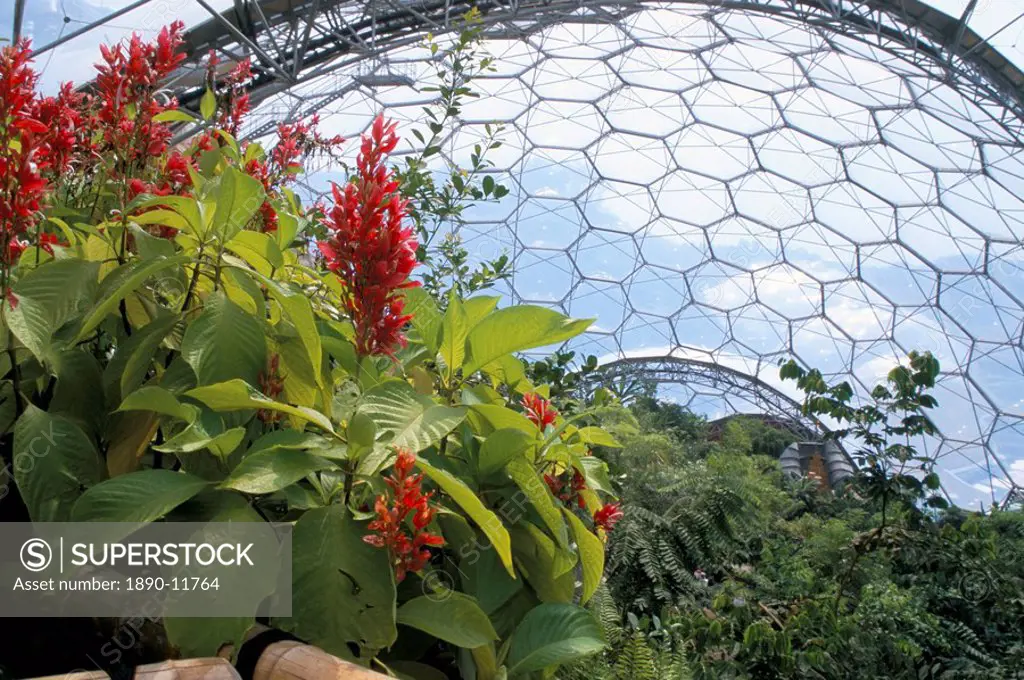 Inside the Humid Tropics biome, the Eden Project, Cornwall, England, United Kingdom, Europe