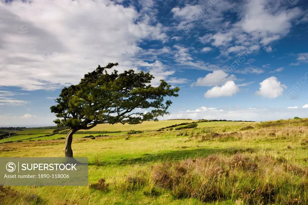 Windswept tree on moorland in Exmoor National Park, Somerset, England, United Kingdom, Europe