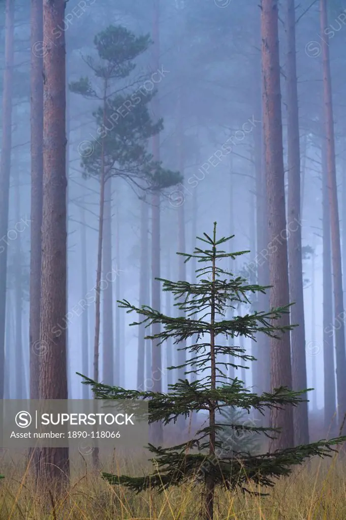 Heavy mist in a pine wood, New Forest, Hampshire, England, United Kingdom, Europe