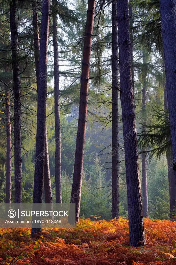 Autumn in a New Forest pine inclosure, New Forest, Hampshire England, United Kingdom, Europe