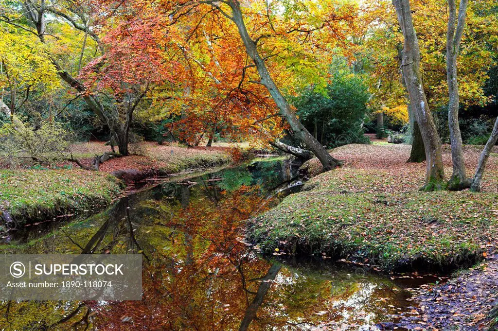 Autumn foliage beside a New Forest stream, New Forest, Hampshire, England, United Kingdom, Europe
