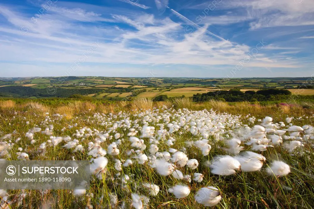 Cotton grass growing on the moorland at Dunkery Hill, Exmoor National Park, Somerset, England, United Kingdom, Europe