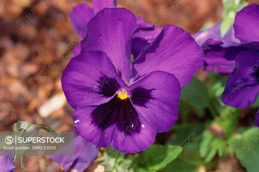 Close_up of pansy, purple face