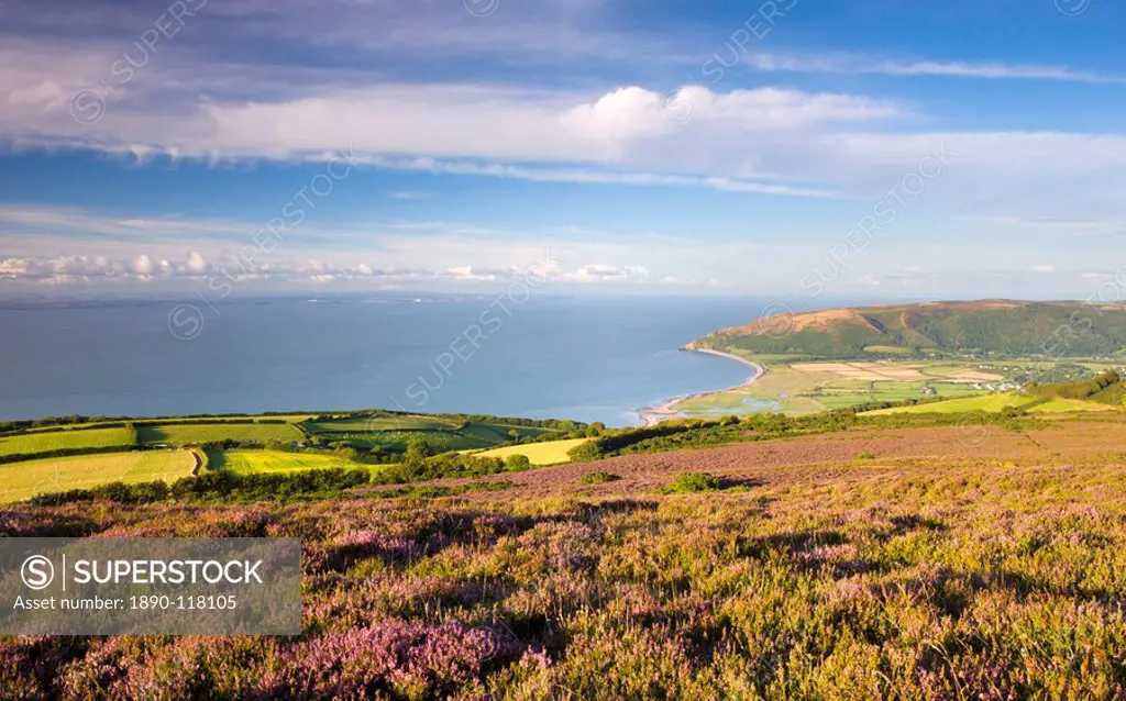 Flowering heather on Porlock Common, overlooking Bossington Bay and the Bristol Channel, Exmoor National Park, Somerset, England, United Kingdom, Euro...