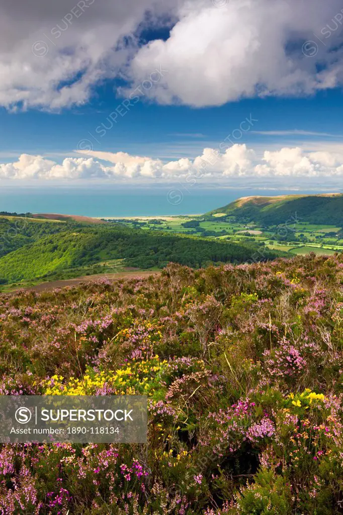 Flowering gorse and heather on Luccombe Hill, Exmoor National Park, Somerset, England, United Kingdom, Europe
