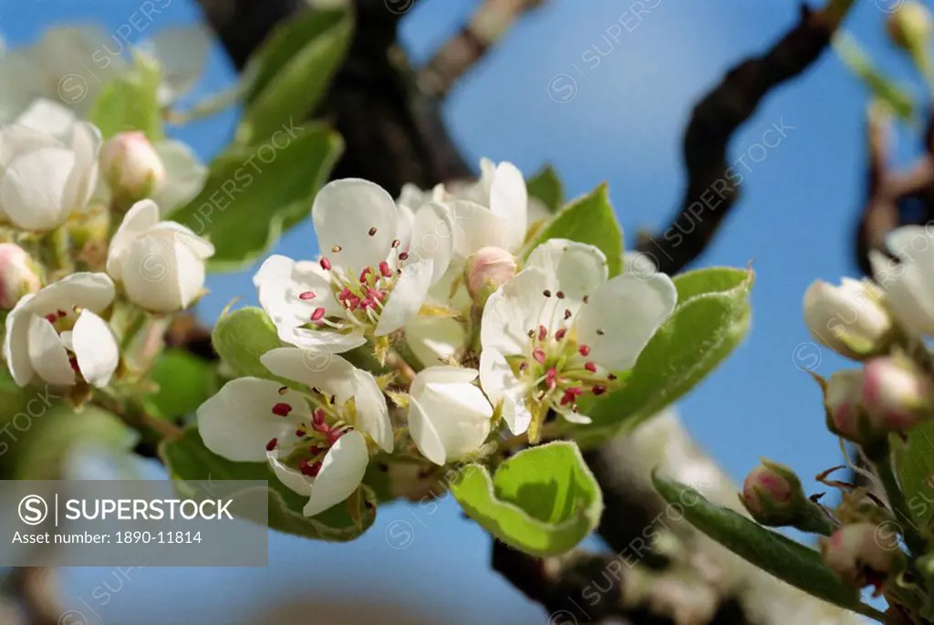 Wild pear tree blossom