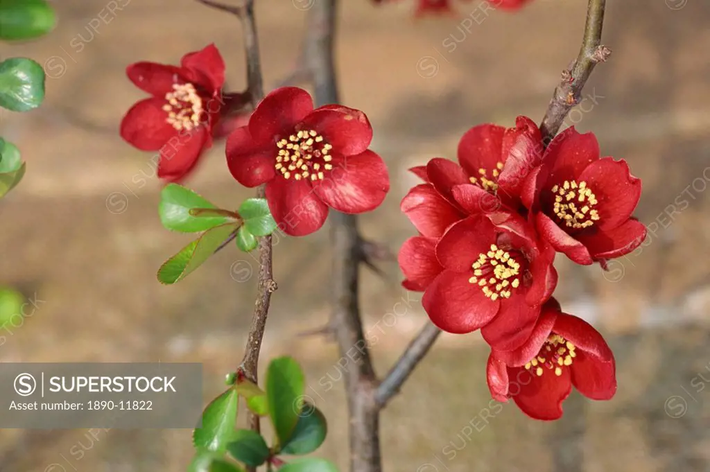 Red flowers of japonica, also known as quince chaenomeles japonica