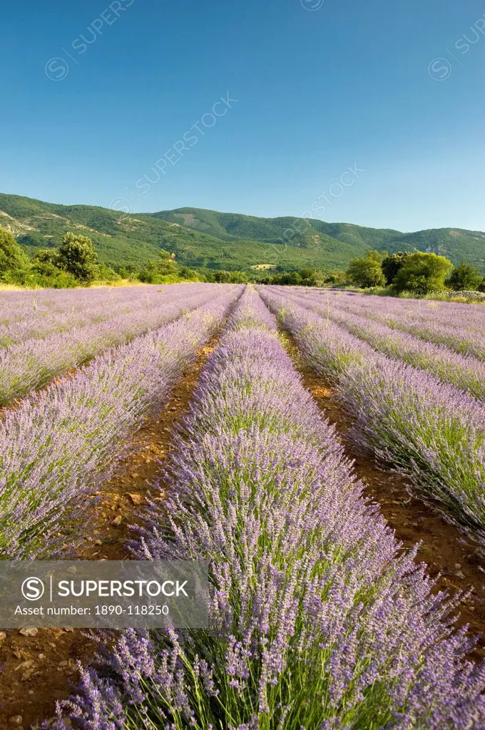 A field of lavender in Provence, France, Europe