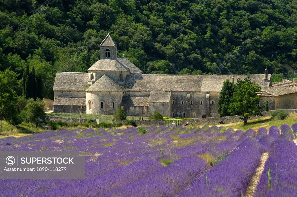 The Abbey de Senanque, a Cistercian abbey surrounded by fields of lavender, Vaucluse, Provence, France, Europe