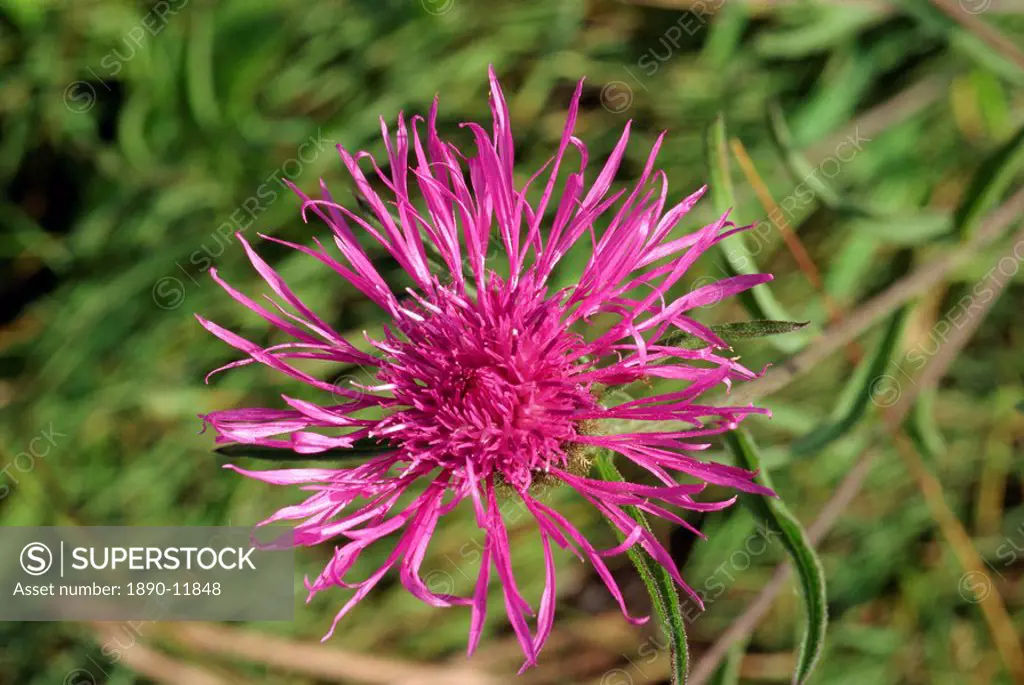 Close_up of the greater knapweed flower Centaurea scabiosa, taken in August, in England