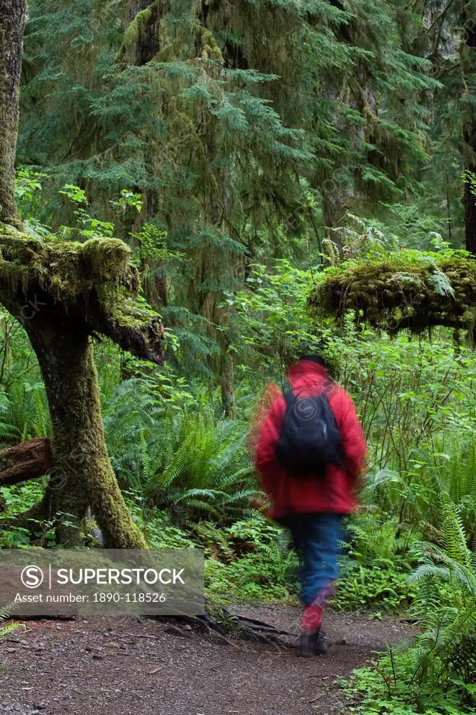 Walker in Quinault Rain Forest, Olympic National Park, Washington State, United States of America, North America