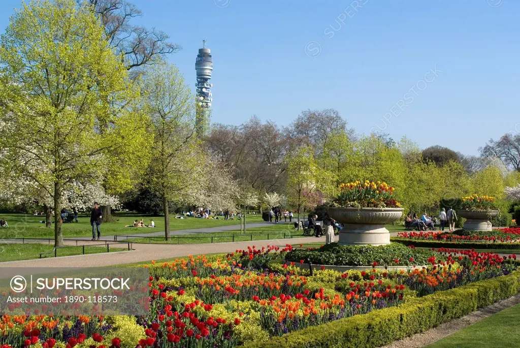 Spring display of tulips, Regent´s Park, London, England, United Kingdom, Europe