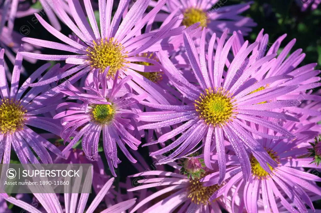 Close_up of flowers of the Michaelmas daisy Aster amellus, taken in September in England