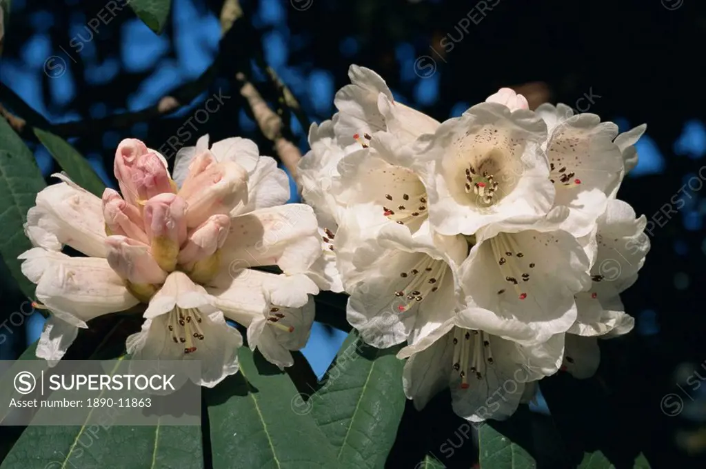 Rhododenron Arboreum Var Cinnamomeum in bloom, Devon, England, United Kingdom, Europe
