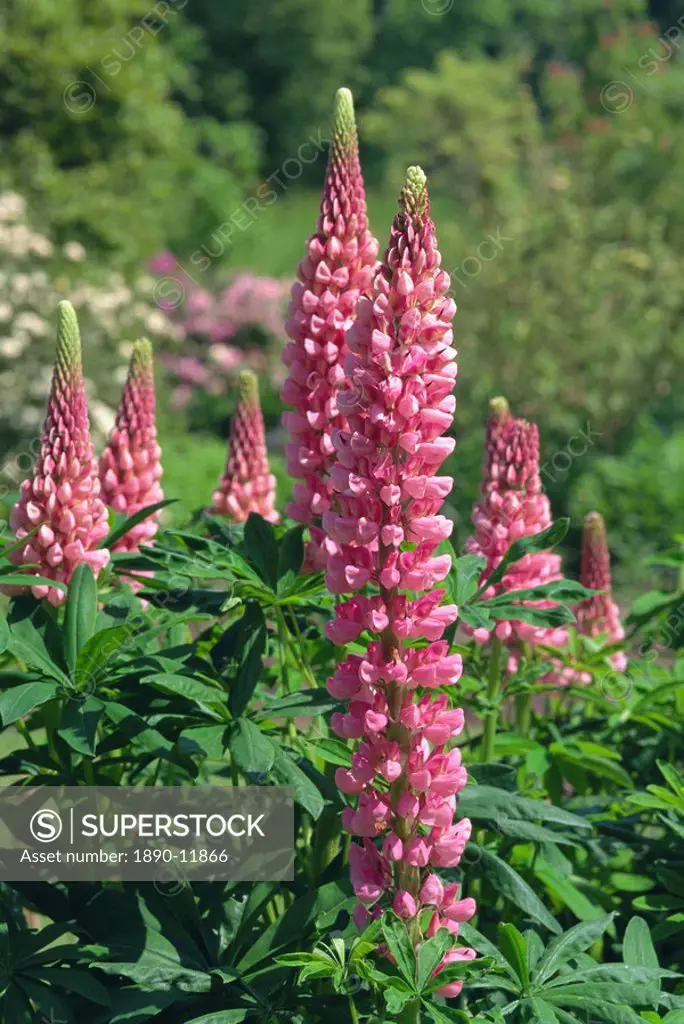 Pink flowers of lupins, Lupinus Russell hybrid, taken in May in Devon, England