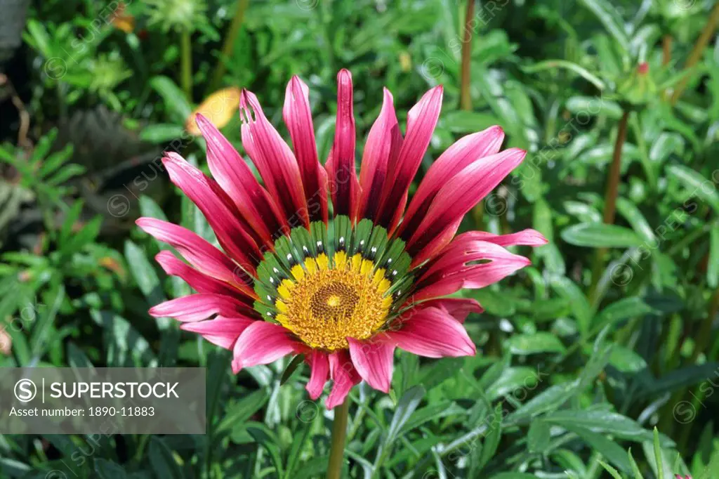 Close_up of a gazania flower, Suttons Hybrid, taken in August in Devon, England, Europe